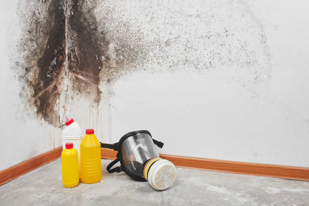 Best Biohazard Mold Removal  in Minonk, IL