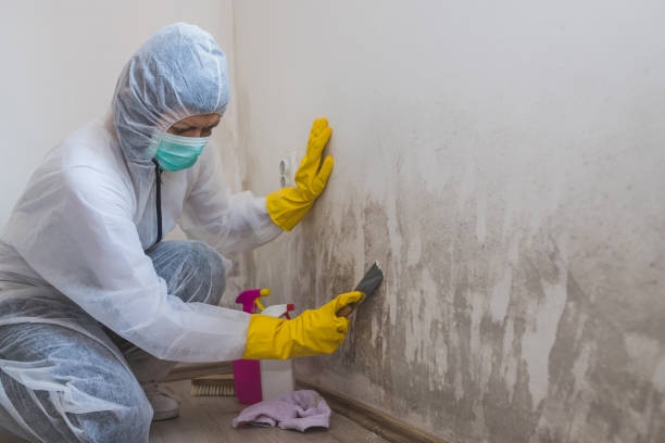 Best Mold Remediation for Vacation Homes  in Minonk, IL